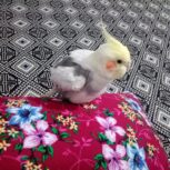 عروس هلندی