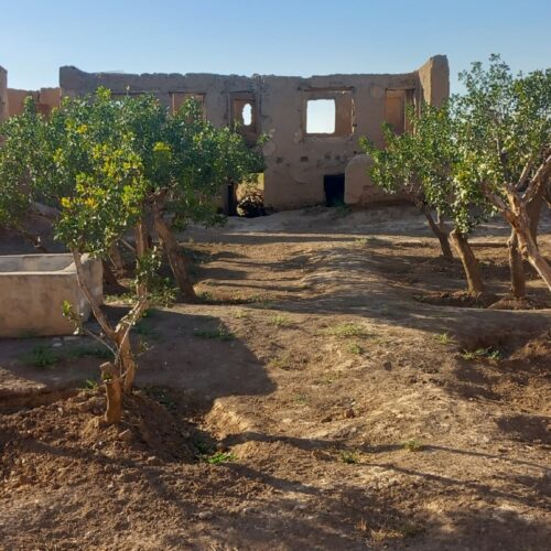 فروش خانه کلنگی و درختان پسته