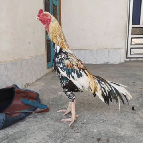 مرغ و خروس لاری