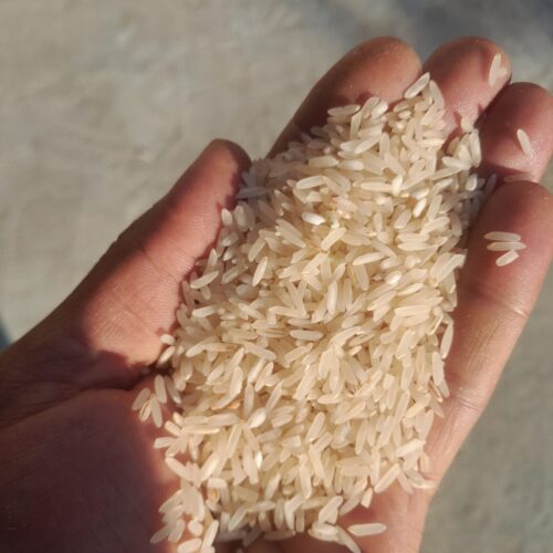 فروش برنج طارم سفید برنج پاییزه تا مرز یک تن و نیم موجود است