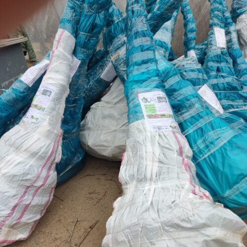 انواع نهال اصلاح شده و ژنوتیپ برتر