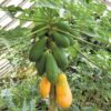 فروش عمده پاپایا خربزه درختی