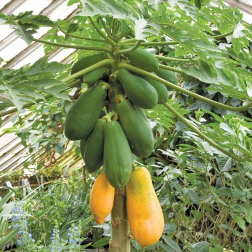 فروش عمده پاپایا خربزه درختی