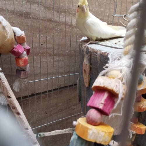 یک عددعروس هلندی ماده تخم گذار