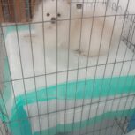 سگ پامر