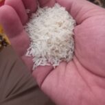 برنج خالص گیلان با تضمین صددرصدی