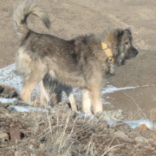 سگ گله ونگهبانی
