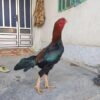 مرغ و خروس لاری