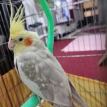 عروس هلندی نر