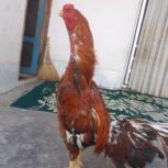 مرغ و خروس لاری