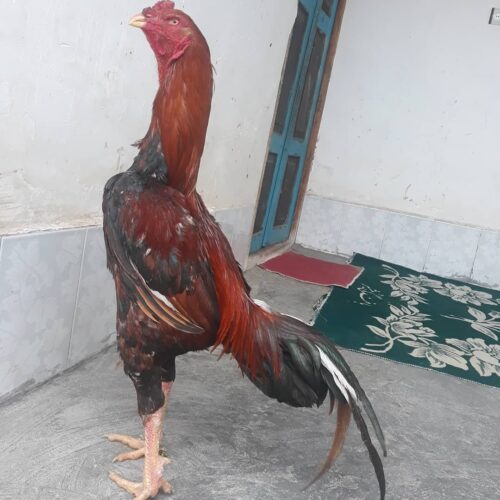 مرغ و خروس لاری