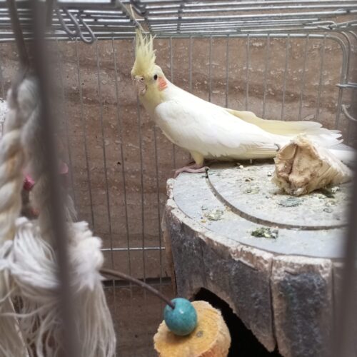 یک عددعروس هلندی ماده تخم گذار