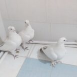 نرومایه دمبی ب ضمانت جوجه