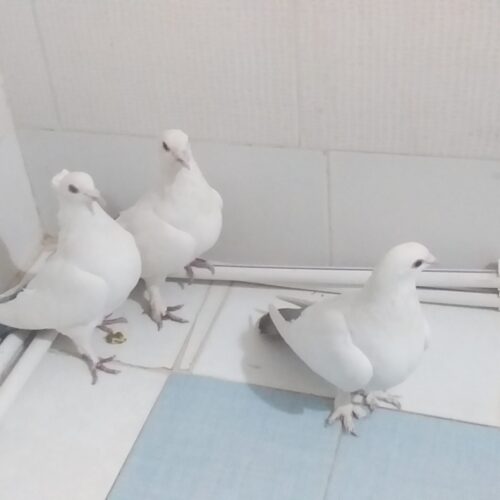نرومایه دمبی ب ضمانت جوجه