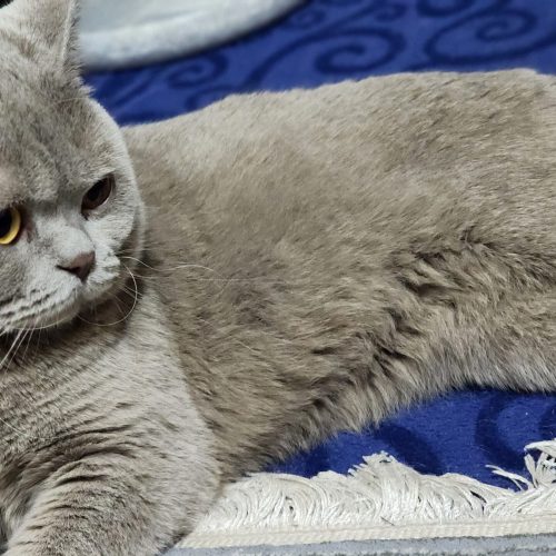 گربه اسکاتیش