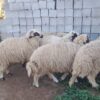 بره گوسفند میش