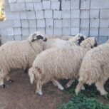 بره گوسفند میش