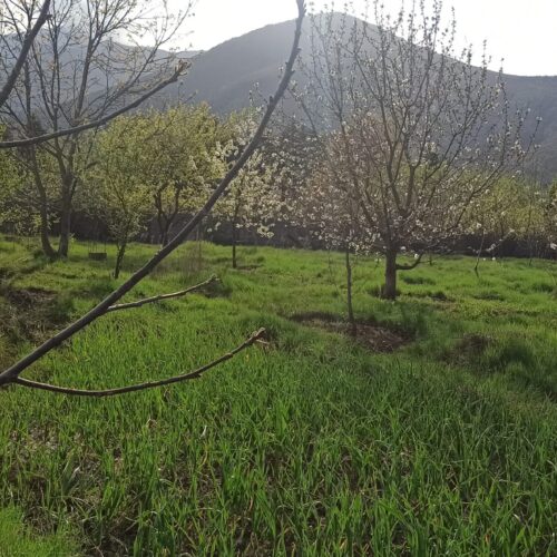 فروش زمین باغ کاملا درون بافت مسکونی 1000متری