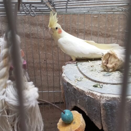 یک عددعروس هلندی ماده تخم گذار