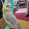 عروس هلندی نر