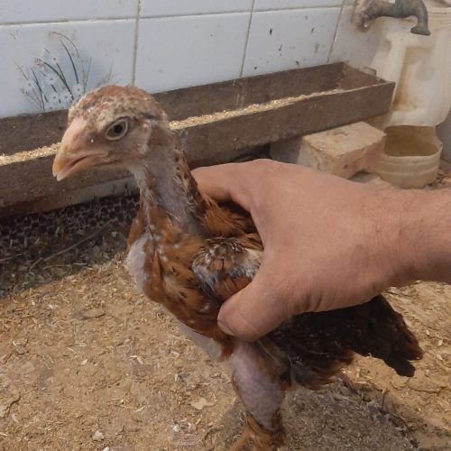 فروش جوجه لاری 1ماه