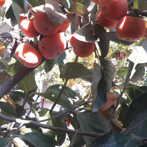 262 متر ویلایی مسکونی سند تک برگ ششدانگ