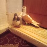 مندلی خیابان تراکتورسازی پشت مسجد رسول الله