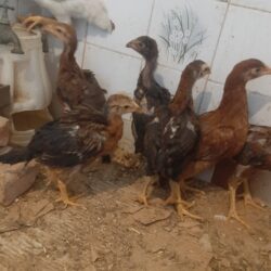 فروش جوجه لاری 1ماه
