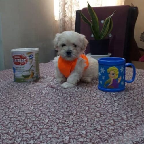 توله نره توی پودل