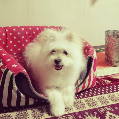سگ پامر