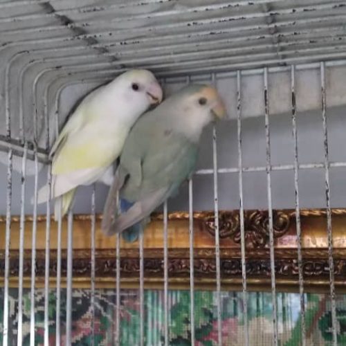 سلام برنده مرغ عشق وبرزلی