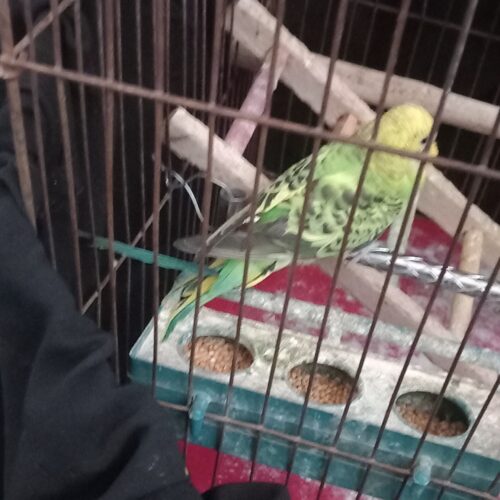 مرغ عشق سالم