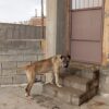 سگ سرابی 18ماهه