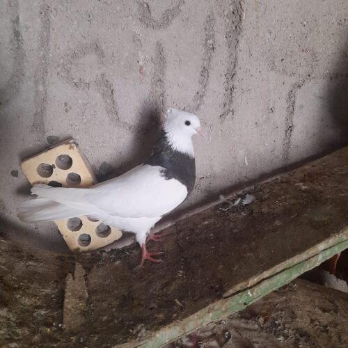 کبوتر گرفتنی