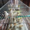 تعداد قناری  رسمی