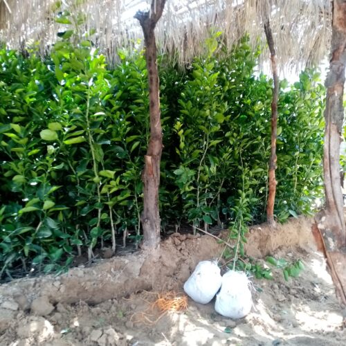 نهال نهالستان درخت مرکبات سرو