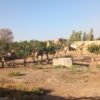 فروش خانه کلنگی و درختان پسته