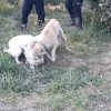 سگ گله ای دهن پاک معاوضه