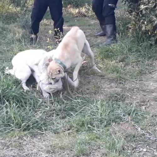 سگ گله ای دهن پاک معاوضه