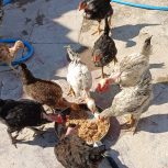 مرغ و خروس محلی صل