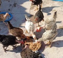 مرغ و خروس محلی صل