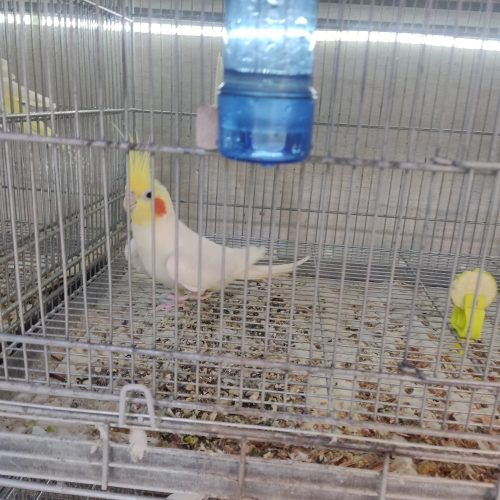 فروش کامل سالن پرورش عروس هلندی