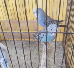 مرغ عشق جوان