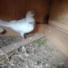 کبوتر ماده