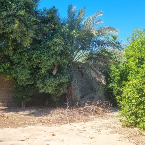 باغ شهری تفکیک شده دو پلاک 450متری جمعا 900متر