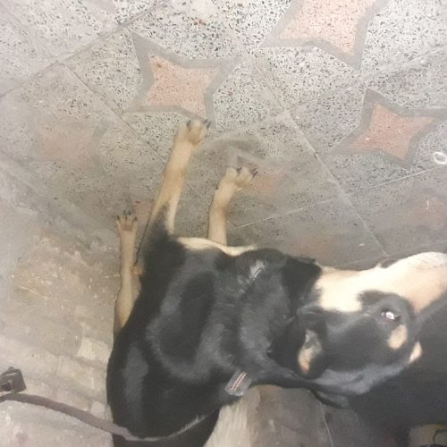 سگ خارجی ماده تازه 6ماهه هم هست