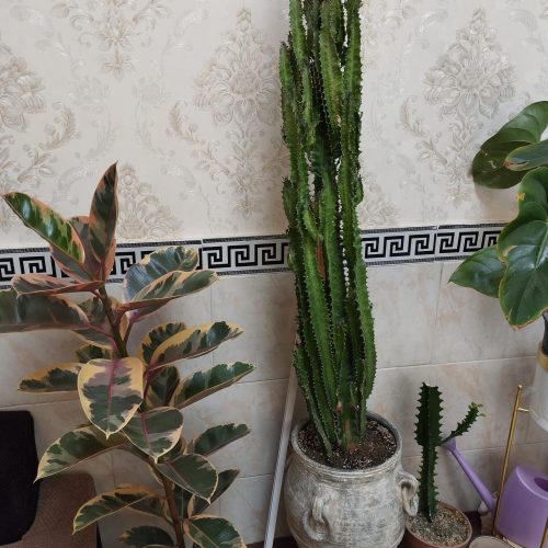 گل و گیاهان آپارتمانی