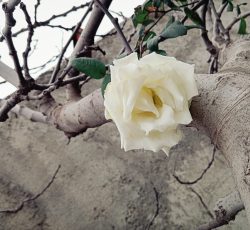 گوشی