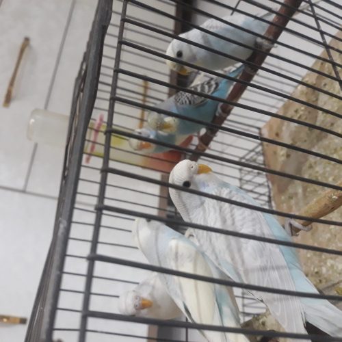 باسلام چهارتا مرغ عشق خیلی عمیب زیبا ویه سرشون نژادشون خارجیه