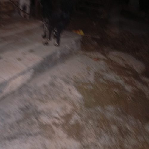 سگ قدر
